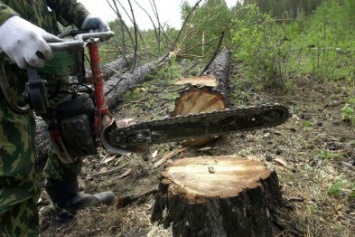 Под Бахчисараем уничтожили полтысячи деревьев