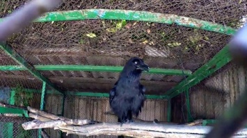В Харькове говорящая ворона шокировала людей (видео)