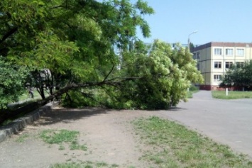 В Кривом Роге на школьную спортплощадку рухнуло дерево (ФОТО)