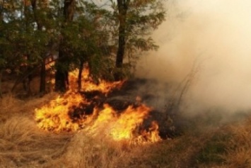 Из-за жары в Запорожской области ожидают чрезвычайную пожарную опасность