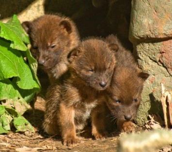 В Новосибирском зоопарке пятеро волчат были вскормлены домашней кошкой