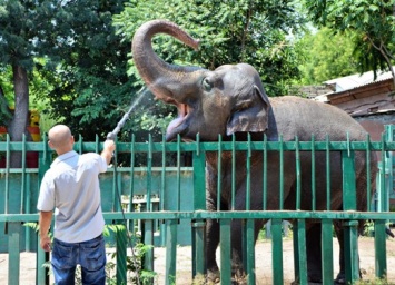В Одесском зоопарке проведут экскурсию для детей на английском языке