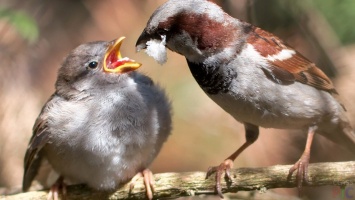 Ученые: Жизнь в городе делает птиц более жестокими