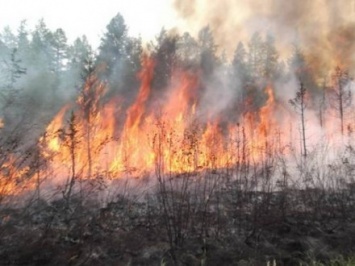 В результате боевых действий возле блокпоста в Луганской области загорелся лес