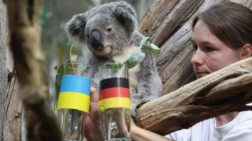 В Германии уволили коалу-предсказателя Евро 2016