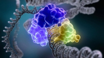Ремонтирующий ДНК белок научат бороться с раком