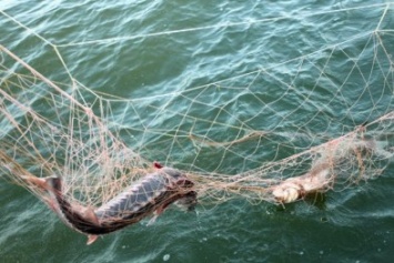 Из Каховского водохранилища незаконно вылавливают рыбу