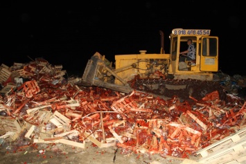 Россия уничтожила "санкционную" клубнику из Украины: тонны ягод раздавили бульдозером