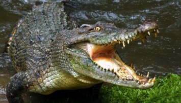 Во Флориде убили аллигатора, который погубил двухлетнего малыша