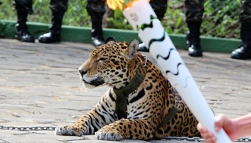 В Бразилии застрелили ягуара, который был талисманом Олимпиады