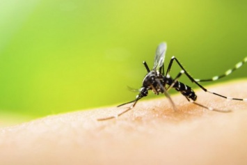 Ученые: Комары помогают вирусам заражать людей