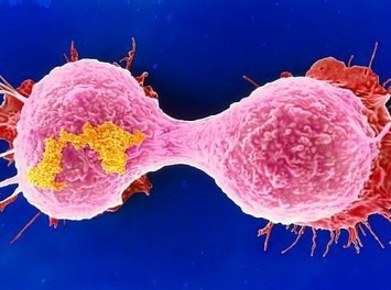 Ученые обнаружили заразные раковые опухоли