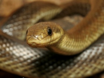 Жителей Прикарпатья госпитализировали из-за укусов змей