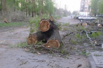 В Покровске (Красноармейске) удалят еще 208 деревьев