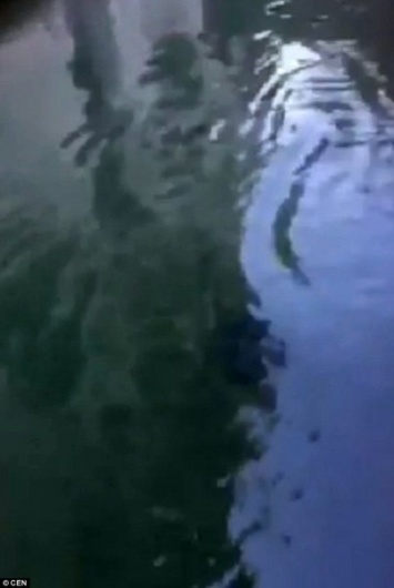 Таинственное существо вызывало панику в Венеции после того, как было заснято в канале