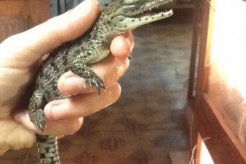 В Харьковском зоопарке пополнение: родились нильские крокодилы (ФОТО)