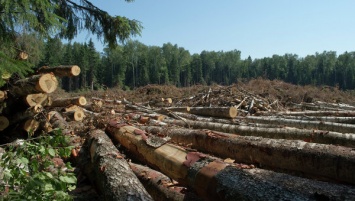 Директор лесхоза продал право на аренду 75 гектаров леса за $100 тыс