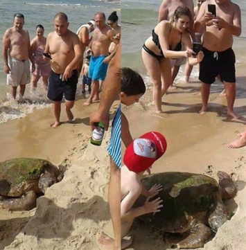 Группа недалеких людей довела черепаху до полусмерти, делая с ней селфи
