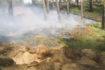 Спасатели ликвидировали возгорание в лесном массиве Северодонецка