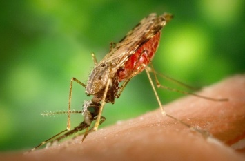 Ученые: В Азии обнаружен штамм малярии, устойчивый к лекарственным препаратам