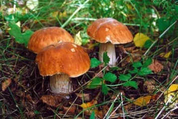 В Александрии семья отравилась грибами