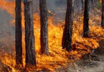 Днепропетровская ОГА готовит решение по поводу запрета на въезд в лес