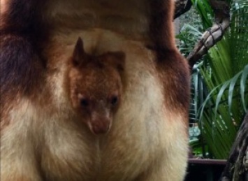 Редчайший древесный кенгуру родился в австралийском зоопарке впервые за 36 лт