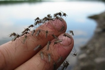 Крымчане жалуются на аномальное количество комаров