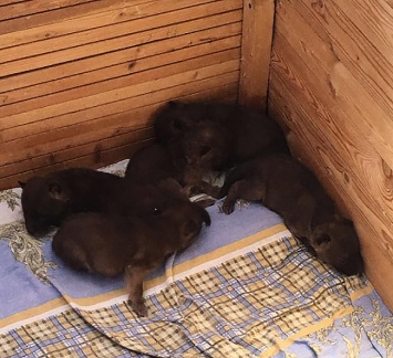 В Новосибирском зоопарке кошка стала приемной матерью для пятерых волчат