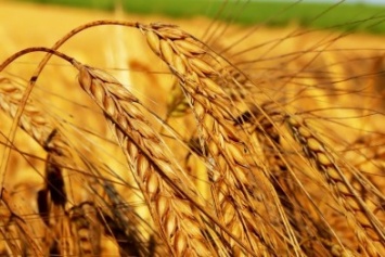 Луганщина ожидает высокий урожай зерновых