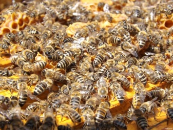Сотрудники МЧС избавили московский детский сад от 4 килограмм пчел