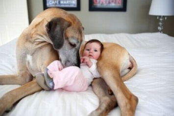 Друг и охранник. Собаки защищают младенцев даже от родителей