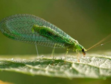 Ученые изучают способности применения насекомыми «плаща-невидимки» для своей защиты