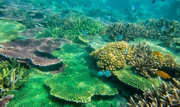 Особые бактерии критически важны для выживания коралловых рифов