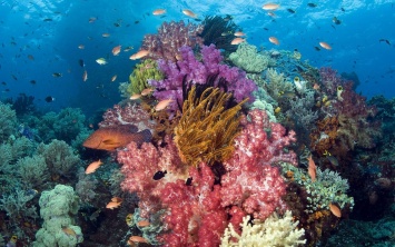 Ученые обнаружили бактерии, способные спасти коралловые рифы
