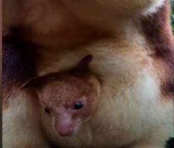 В австралийском зоопарке впервые за 36 лет родился древесный кенгуру