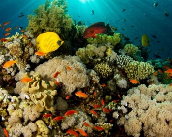 Ученые: Особые бактерии очень важны для жизни коралловых рифов