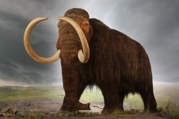 В Мексике археологи обнаружили останки гигантского мамонта