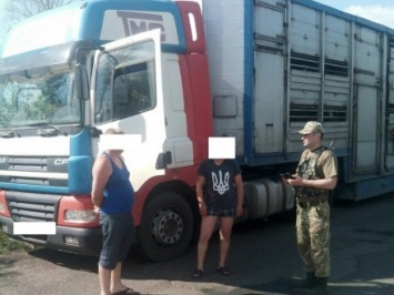В Луганской области пограничники предотвратили перемещение в РФ партии крупного рогатого скота