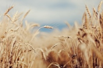 В Баштанском районе - битва за урожай: неизвестные вооруженные люди пытались собрать пшеницу на не своем поле