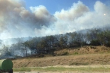 Под Севастополем сгорело 4 га леса (ФОТО)