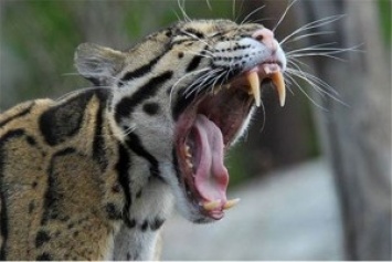 В Николаевский зоопарк приехала редкая красавица: самка дымчатого леопарда
