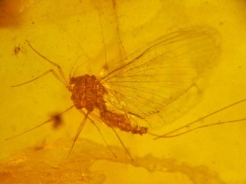 Древние насекомые создавали экзоскелеты из трупов врагов
