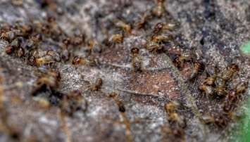Самыми древними фермерами на Земле оказались муравьи
