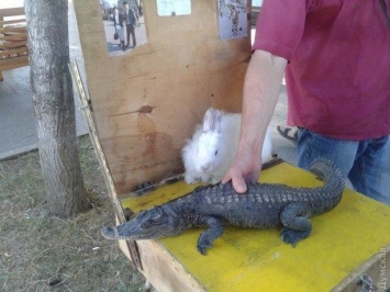 Одесский зоопарк выхаживает отобранных у уличных фотографов крокодила и питона, укусившего девочку на Дерибасовской
