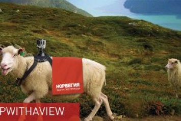 Норвегия выбрала в гиды по стране пять овец