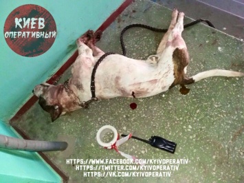 На Оболони бойцовская собака откусила киевлянке правую руку