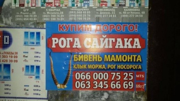 «Бивни мамонта, клыки моржа»: что оккупанты хотят покупать в «ДНР»