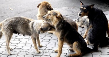 В Киеве посчитали бездомных собак