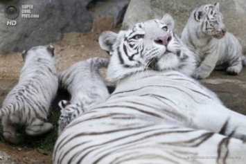 В Бердянском зоопарке «Сафари» пополнение в семье бенгальский тигров